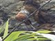Cliff Flycatcher (Hirundinea ferruginea)