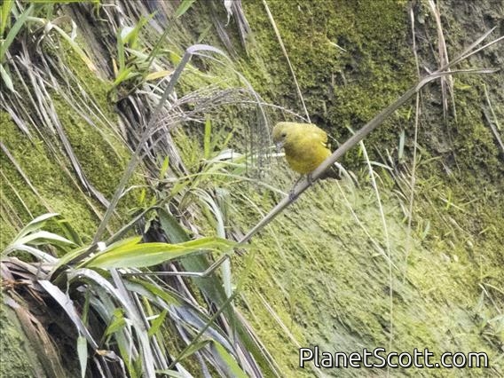 Olivaceous Siskin (Spinus olivaceus)