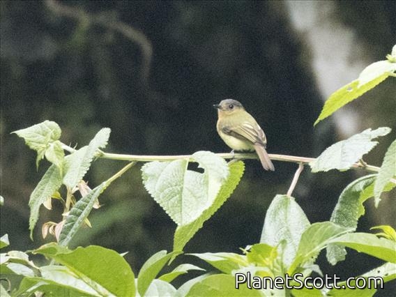 Rufous-breasted Flycatcher (Leptopogon rufipectus)