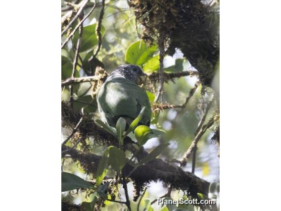 Speckle-faced Parrot (Pionus tumultuosus)