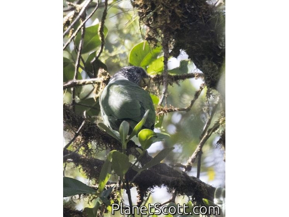 Speckle-faced Parrot (Pionus tumultuosus)