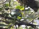 Speckle-faced Parrot (Pionus tumultuosus)