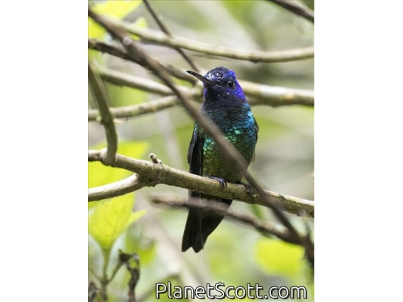 Violet-headed Hummingbird (Klais guimeti)