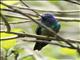 Violet-headed Hummingbird (Klais guimeti)
