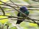 Violet-headed Hummingbird (Klais guimeti)