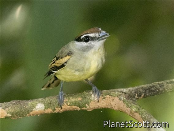 Cryptic Becard (Pachyramphus salvini) - Female