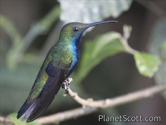 Black-throated Mango (Anthracothorax nigricollis) - Male