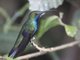 Black-throated Mango (Anthracothorax nigricollis) - Male