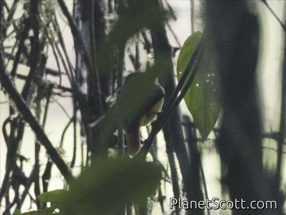 Common Scale-backed Antbird (Willisornis poecilinotus)