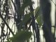 Common Scale-backed Antbird (Willisornis poecilinotus)