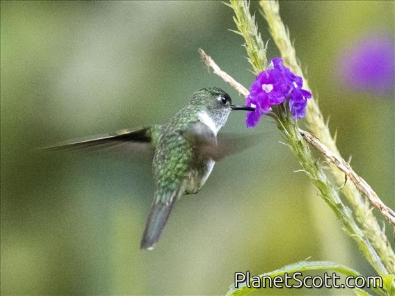 Ecuadorian Piedtail (Phlogophilus hemileucurus)