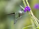 Ecuadorian Piedtail (Phlogophilus hemileucurus)