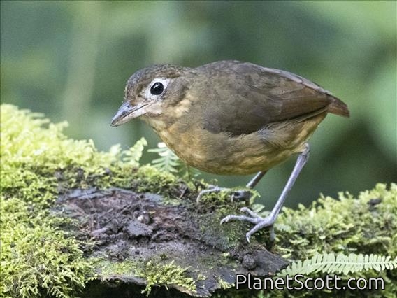 Plain-backed Antpitta (Grallaria haplonota)