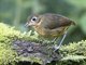 Plain-backed Antpitta (Grallaria haplonota)