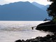 Bald Eagle, Gwaii Haanas National Park