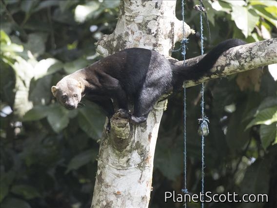 Tayra (Eira barbara)