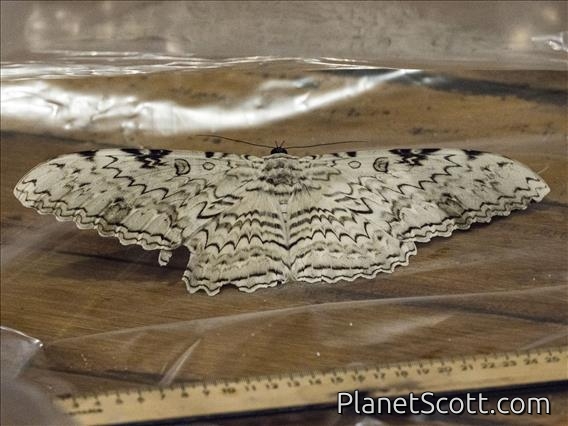 White Witch Moth (Thysania agrippina)