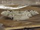 White Witch Moth (Thysania agrippina)