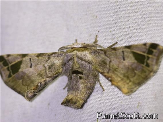Silkworm Moth (Quentalia lapanensis)