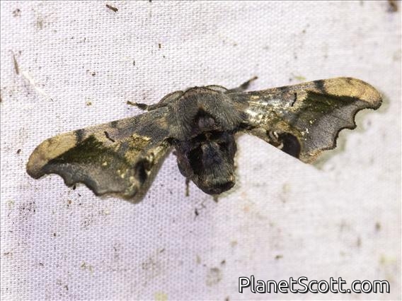 Silkworm Moth (Quentalia sp)
