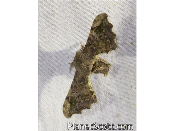 Silkworm Moth (Quentalia sp)