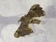 Silkworm Moth (Quentalia sp)