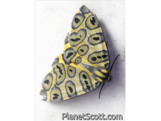 Leopard Moth (Pantherodes pardalaria)