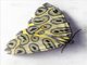 Leopard Moth (Pantherodes pardalaria)