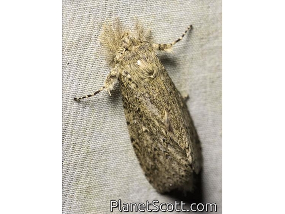 Prominent Moth (Meragisa sp)
