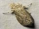 Prominent Moth (Meragisa sp)