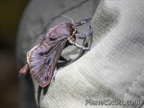Saddleback Caterpillar Moth (Acharia sp)
