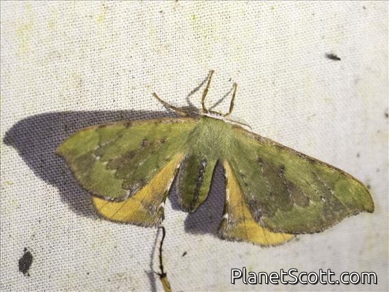 Apatelodidae Moth (Anticla flavaria)
