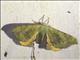 Apatelodidae Moth (Anticla flavaria)