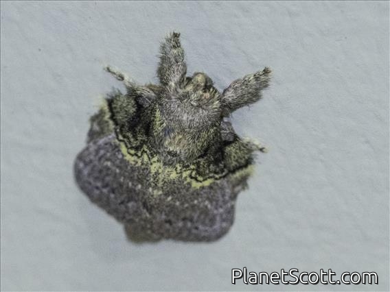 Lappet Moth (Euglyphis sp)