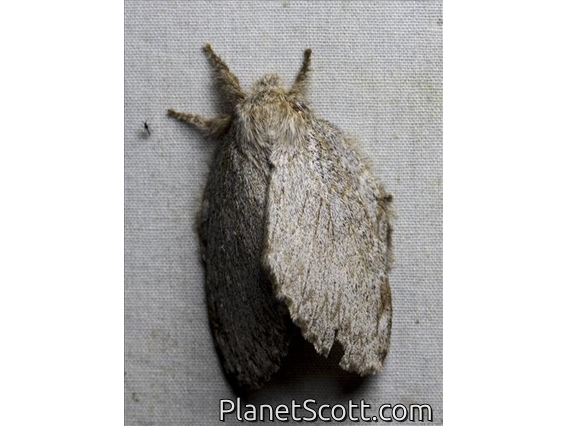 Lappet Moth (Macromphaliini sp)