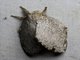 Lappet Moth (Macromphaliini sp)