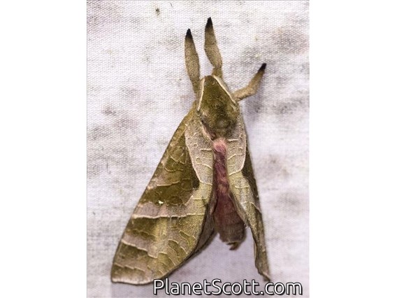 Swift Moth (Hepialidae sp)