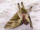 Swift Moth (Hepialidae sp)