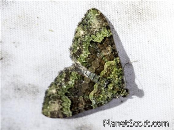 Geometer Moth (Hammaptera sp)