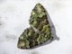 Geometer Moth (Hammaptera sp)