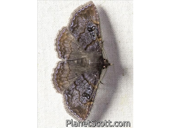 Panopodini Moth (Panopodini sp)