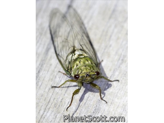 Cicada (Cicadadae sp)