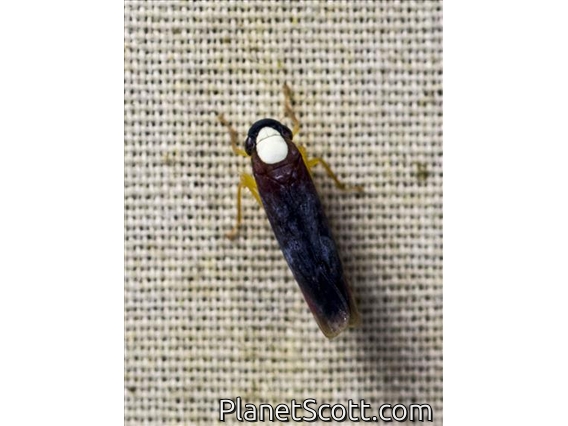 Leafhopper (Cicadellida sp)