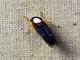 Leafhopper (Cicadellida sp)