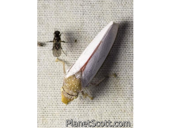 Leafhopper (Diestostemma sp)