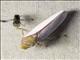 Leafhopper (Diestostemma sp)