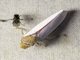 Leafhopper (Diestostemma sp)