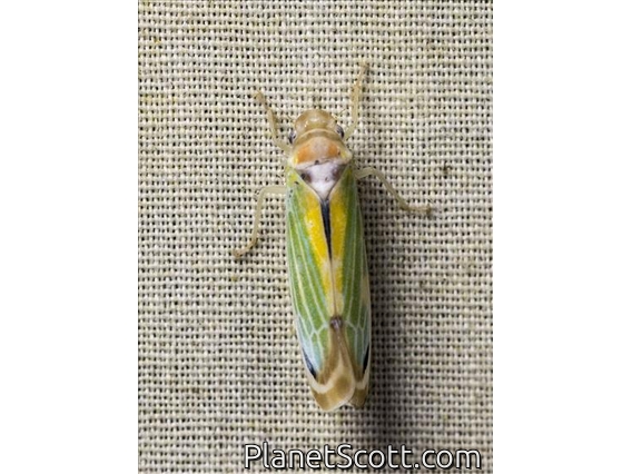 Leafhopper (Onega sp)
