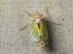 Leafhopper (Onega sp)