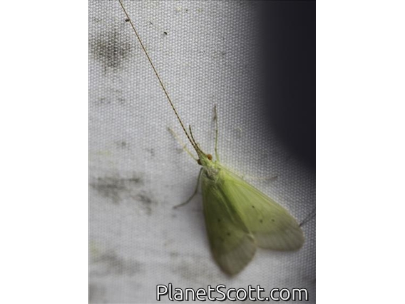 Caddisfly (Leptonema sp)